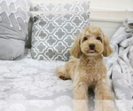 Small Photo #3 Poodle (Toy) Puppy For Sale in HILO, HI, USA