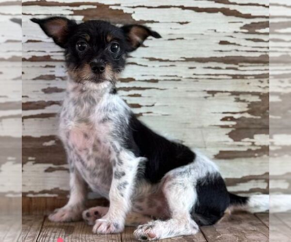 Medium Photo #1 Rat Terrier-Unknown Mix Puppy For Sale in Carrollton, TX, USA