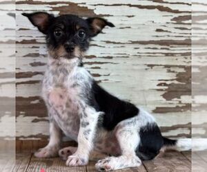 Rat Terrier-Unknown Mix Dogs for adoption in Carrollton, TX, USA