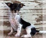 Small Rat Terrier Mix