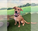 Small #4 Golden Retriever Mix