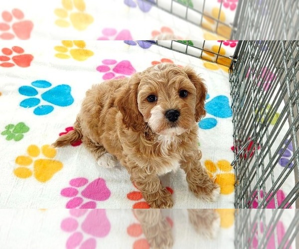 Medium Photo #8 Cavapoo (Miniature)-Poodle (Toy) Mix Puppy For Sale in ORO VALLEY, AZ, USA