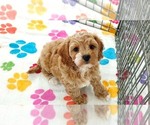 Small #7 Cavapoo (Miniature)-Poodle (Toy) Mix