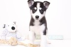 Small Siberian Husky