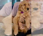 Small #17 Golden Retriever