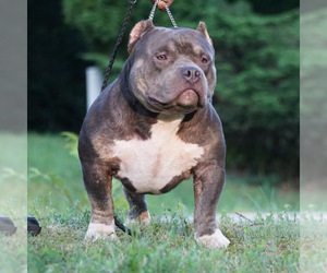 Father of the American Bully puppies born on 07/18/2024