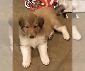 Collie Puppy for sale in CHISAGO CITY, MN, USA