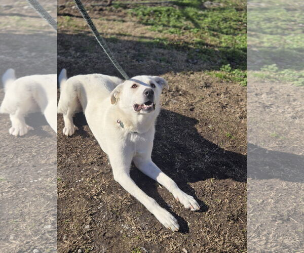 Medium Photo #5 Mutt Puppy For Sale in Crandall, GA, USA