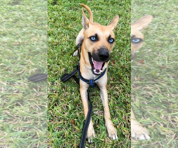 Medium Photo #8 Mutt Puppy For Sale in Pompano Beach , FL, USA