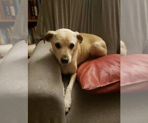 Lacey(2) - Female Chihuahua-Labrador Retriever Mix Dog for Adoption - Photo #3
