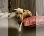 Small #2 Chihuahua-Labrador Retriever Mix