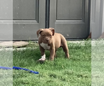 Small Photo #7 American Bully Puppy For Sale in FORT WORTH, TX, USA