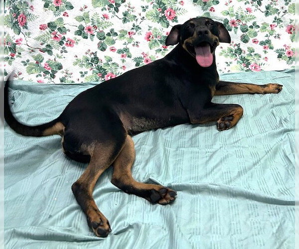 Medium Photo #7 Mutt Puppy For Sale in Wetumpka, AL, USA