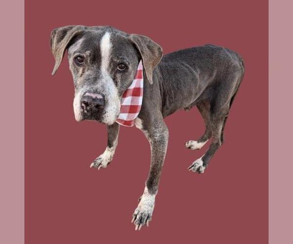 Medium Photo #1 Mutt Puppy For Sale in Bakersfield, CA, USA