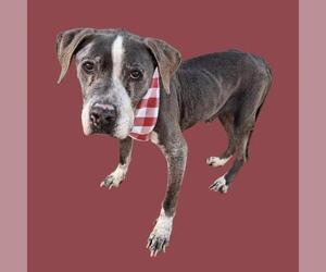 Mutt Dogs for adoption in Bakersfield, CA, USA