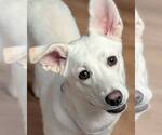 Small #6 Siberian Husky Mix