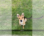 Small #1 German Shepherd Dog Mix
