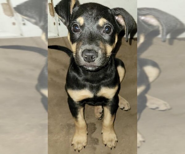 Medium Photo #10 Staffordshire Bull Terrier-Unknown Mix Puppy For Sale in Spring, TX, USA