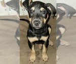 Small Photo #10 Staffordshire Bull Terrier-Unknown Mix Puppy For Sale in Spring, TX, USA