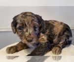 Small Photo #38 Aussiedoodle Puppy For Sale in ATHENS TOWNSHIP, PA, USA