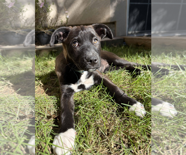Medium Photo #3 Mutt Puppy For Sale in Sandy, UT, USA
