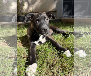 Caspia - Female Mutt Dog for Adoption - Photo #3