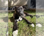 Small Photo #3 Mutt Puppy For Sale in Sandy, UT, USA