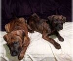 Small Photo #8 American Pit Bull Terrier-Doberman Pinscher Mix Puppy For Sale in BRIGHTON, MI, USA