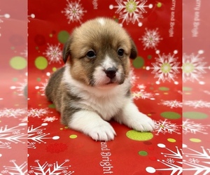 American Corgi Puppy for sale in FAIRBANK, IA, USA