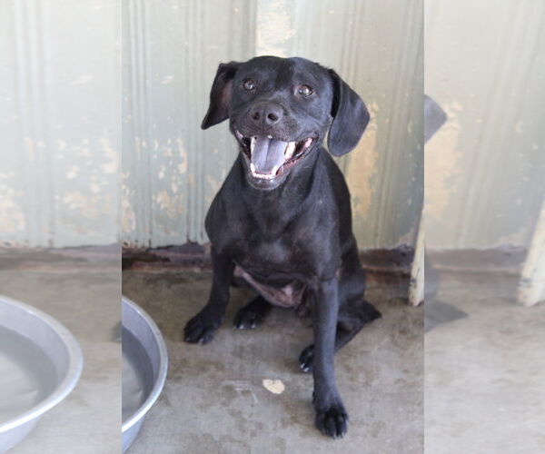 Medium Photo #1 Colonial Cocker Spaniel-Unknown Mix Puppy For Sale in El Centro, CA, USA