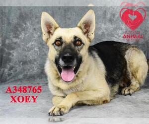 German Shepherd Dog Dogs for adoption in Stockton, CA, USA