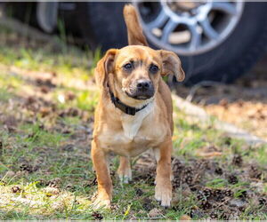 Medium Chihuahua-Tibetan Spaniel Mix