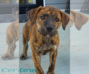 American Staffordshire Terrier-Catahoula Leopard Dog Mix Puppy for sale in JACKSONVILLE, NC, USA