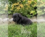 Small Photo #5 Miniature Labradoodle Puppy For Sale in CLARE, MI, USA