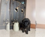 Small Photo #2 Poodle (Miniature) Puppy For Sale in WALHONDING, OH, USA