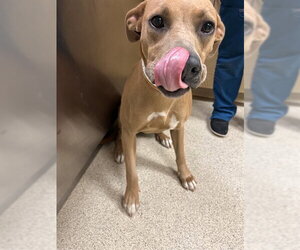 Mutt Dogs for adoption in Riverside, CA, USA