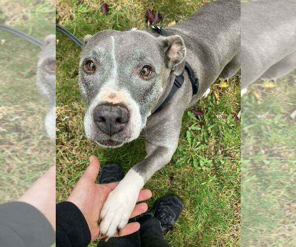 Medium Photo #4 American Pit Bull Terrier-American Staffordshire Terrier Mix Puppy For Sale in Bellingham, WA, USA