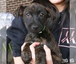 Small #4 Labrador Retriever Mix