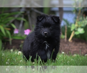 Pomimo Puppy for sale in BLUFORD, IL, USA