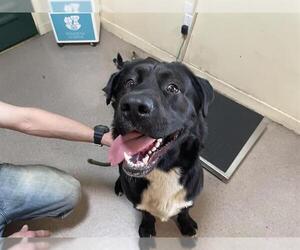 American Staffordshire Terrier-German Shepherd Dog Mix Dogs for adoption in Pasadena, CA, USA