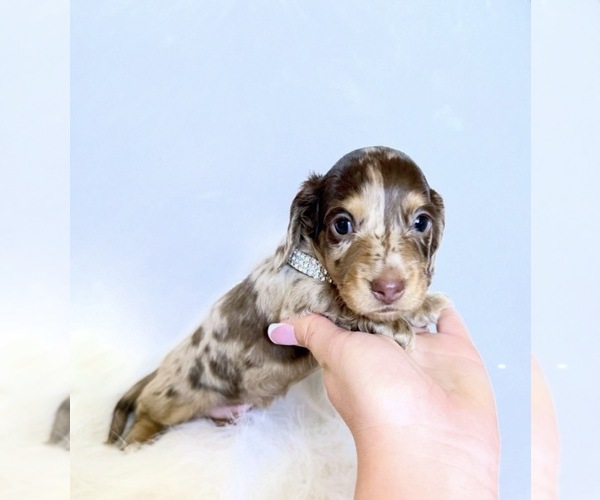 Medium Photo #3 Dachshund Puppy For Sale in DAVIS, CA, USA