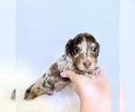 Small #2 Dachshund