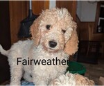 Puppy Fairweather Goldendoodle