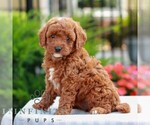 Small #2 Cavapoo (Miniature)
