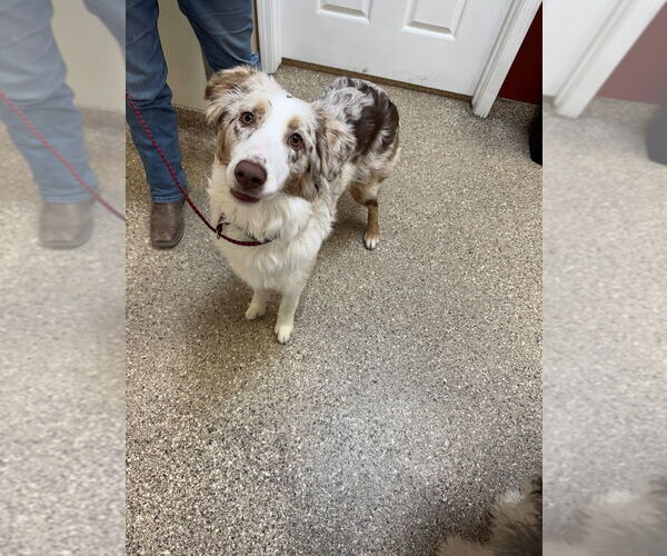 Medium Photo #3 Australian Shepherd Puppy For Sale in Great Bend, KS, USA