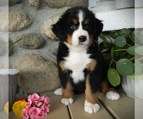Medium Photo #6 Bernese Mountain Dog Puppy For Sale in CLARE, MI, USA
