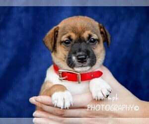 Jack Russell Terrier-Shiba Inu Mix Puppy for sale in LIBERTY, KY, USA