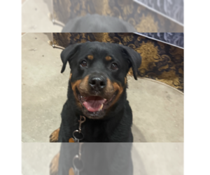 Luke 2021 - Male Rottweiler Dog for Adoption - Photo #9