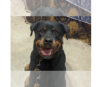 Small #8 Rottweiler