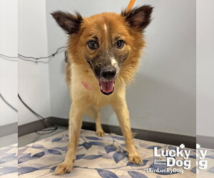 Mutt Dogs for adoption in Washington, DC, USA